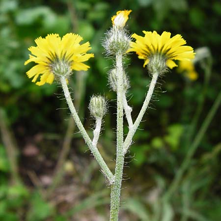 Hieracium rothianum \ Roths Habichtskraut / Roth's Hawkweed, D Bad M&uuml;nster am Stein - Niederhausen 6.6.2015