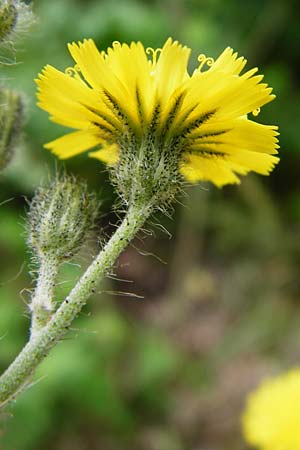Hieracium rothianum \ Roths Habichtskraut / Roth's Hawkweed, D Bad M&uuml;nster am Stein - Niederhausen 6.6.2015