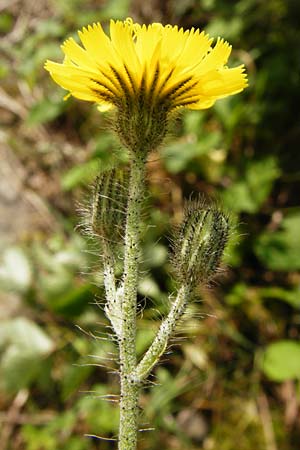 Hieracium rothianum \ Roths Habichtskraut / Roth's Hawkweed, D Bad M&uuml;nster am Stein - Niederhausen 6.6.2015