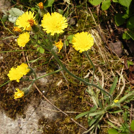 Hieracium rothianum \ Roths Habichtskraut / Roth's Hawkweed, D Bad M&uuml;nster am Stein - Niederhausen 6.6.2015