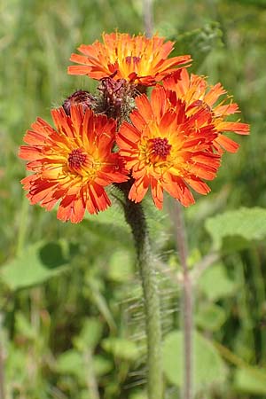 Hieracium x rubrum \ Auseinanderklaffendes Habichtskraut / Hybrid Hawkweed, D Hagen 14.6.2019