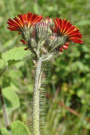 Hieracium x rubrum \ Auseinanderklaffendes Habichtskraut / Hybrid Hawkweed, D Hagen 14.6.2019