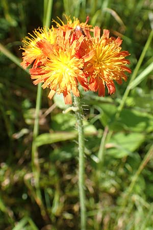 Hieracium x rubrum \ Auseinanderklaffendes Habichtskraut / Hybrid Hawkweed, D Schwarzwald/Black-Forest, Baiersbronn 18.6.2019