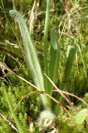 Hieracium x rubrum \ Auseinanderklaffendes Habichtskraut / Hybrid Hawkweed, D Schwarzwald/Black-Forest, Baiersbronn 18.6.2019