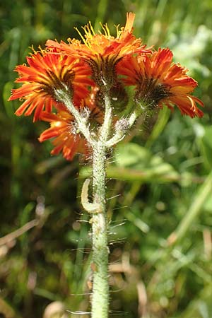 Hieracium x rubrum \ Auseinanderklaffendes Habichtskraut / Hybrid Hawkweed, D Schwarzwald/Black-Forest, Baiersbronn 18.6.2019