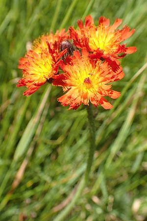Hieracium x rubrum \ Auseinanderklaffendes Habichtskraut / Hybrid Hawkweed, D Schwarzwald/Black-Forest, Baiersbronn 18.6.2019