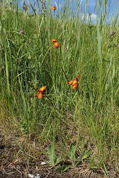 Hieracium x rubrum \ Auseinanderklaffendes Habichtskraut / Hybrid Hawkweed, D Schwarzwald/Black-Forest, Baiersbronn 18.6.2019