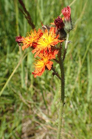 Hieracium x rubrum \ Auseinanderklaffendes Habichtskraut / Hybrid Hawkweed, D Schwarzwald/Black-Forest, Baiersbronn 18.6.2019