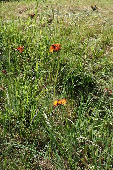 Hieracium x rubrum \ Auseinanderklaffendes Habichtskraut / Hybrid Hawkweed, D Schwarzwald/Black-Forest, Baiersbronn 18.6.2019