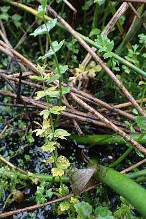Apium repens \ Kriechende Sellerie, Scheiberich / Creeping Marshwort, D Hohwacht 17.9.2021