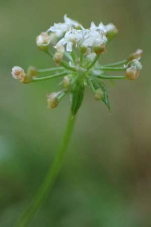 Apium repens \ Kriechende Sellerie, Scheiberich / Creeping Marshwort, D Hohwacht 17.9.2021