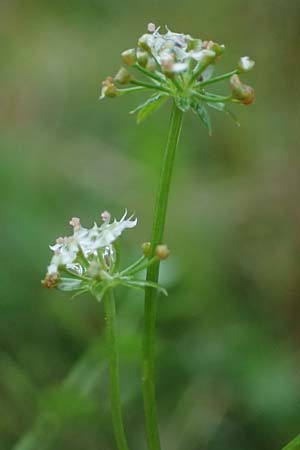 Apium repens \ Kriechende Sellerie, Scheiberich / Creeping Marshwort, D Hohwacht 17.9.2021