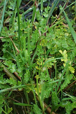 Apium repens \ Kriechende Sellerie, Scheiberich / Creeping Marshwort, D Hohwacht 17.9.2021