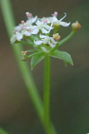 Apium repens \ Kriechende Sellerie, Scheiberich / Creeping Marshwort, D Hohwacht 17.9.2021