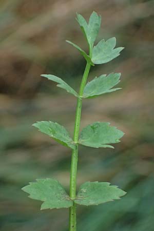 Apium repens \ Kriechende Sellerie, Scheiberich / Creeping Marshwort, D Hohwacht 17.9.2021