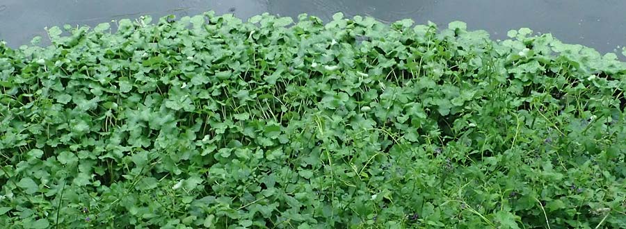 Hydrocotyle ranunculoides \ Hahnenfu�-Wassernabel, Gro�er Wassernabel / Floating Marsh Pennywort, D Weeze 29.7.2023