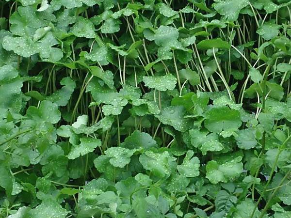 Hydrocotyle ranunculoides \ Hahnenfu�-Wassernabel, Gro�er Wassernabel / Floating Marsh Pennywort, D Weeze 29.7.2023