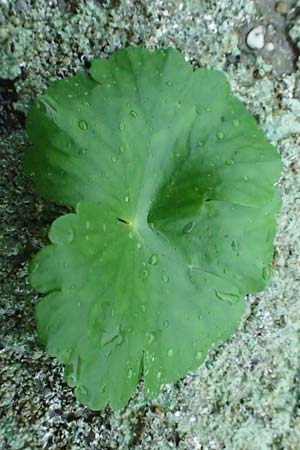 Hydrocotyle ranunculoides \ Hahnenfu�-Wassernabel, Gro�er Wassernabel / Floating Marsh Pennywort, D Weeze 29.7.2023