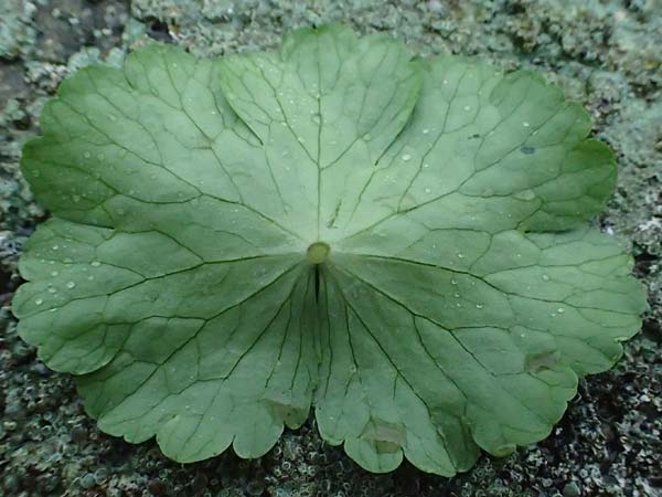 Hydrocotyle ranunculoides \ Hahnenfu�-Wassernabel, Gro�er Wassernabel / Floating Marsh Pennywort, D Weeze 29.7.2023