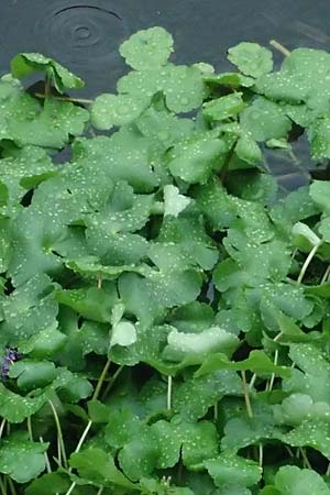 Hydrocotyle ranunculoides \ Hahnenfu�-Wassernabel, Gro�er Wassernabel / Floating Marsh Pennywort, D Weeze 29.7.2023