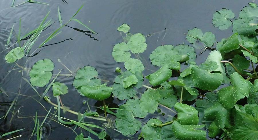 Hydrocotyle ranunculoides \ Hahnenfu�-Wassernabel, Gro�er Wassernabel / Floating Marsh Pennywort, D Weeze 29.7.2023