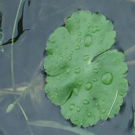 Hydrocotyle ranunculoides \ Hahnenfu�-Wassernabel, Gro�er Wassernabel / Floating Marsh Pennywort, D Weeze 29.7.2023