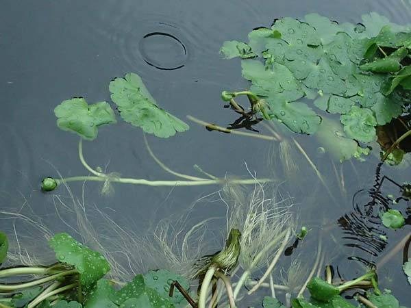 Hydrocotyle ranunculoides \ Hahnenfu�-Wassernabel, Gro�er Wassernabel / Floating Marsh Pennywort, D Weeze 29.7.2023