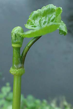 Hydrocotyle ranunculoides \ Hahnenfu�-Wassernabel, Gro�er Wassernabel / Floating Marsh Pennywort, D Weeze 29.7.2023
