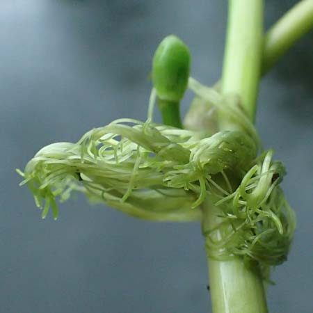Hydrocotyle ranunculoides \ Hahnenfu�-Wassernabel, Gro�er Wassernabel / Floating Marsh Pennywort, D Weeze 29.7.2023
