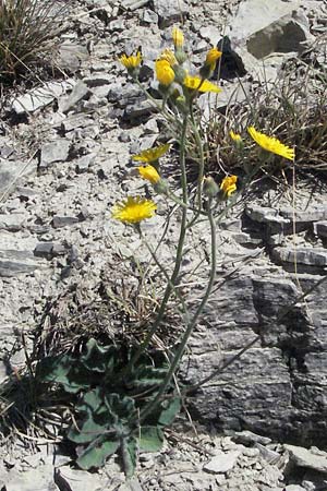 Hieracium schmidtii agg. \ Blasses Habichtskraut / Schmidt's Hawkweed, D Karlstadt 30.4.2007