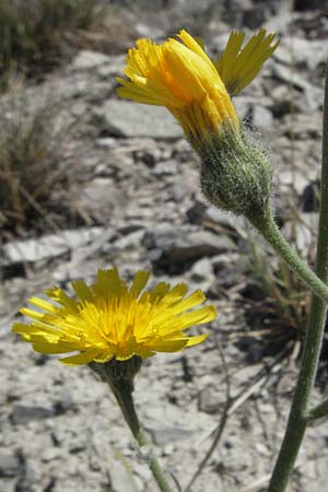 Hieracium schmidtii agg. \ Blasses Habichtskraut / Schmidt's Hawkweed, D Karlstadt 30.4.2007