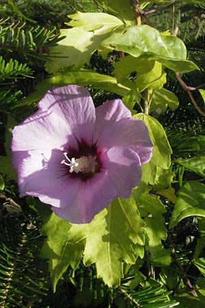 Hibiscus syriacus \ Strauch-Eibisch, Hibiskus / Rose Mallow, Rose of Sharon, D Germersheim-Lingenfeld 30.7.2007