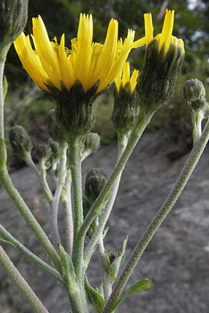 Hieracium sabaudum \ Savoyer Habichtskraut / Savoy Hawkweed, D Schwarzwald/Black-Forest, Todtnau 18.8.2007