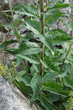 Hieracium sabaudum \ Savoyer Habichtskraut / Savoy Hawkweed, D Schwarzwald/Black-Forest, Todtnau 18.8.2007