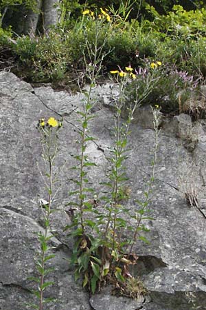 Hieracium sabaudum \ Savoyer Habichtskraut / Savoy Hawkweed, D Schwarzwald/Black-Forest, Todtnau 18.8.2007