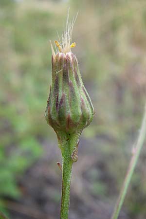 Hieracium sabaudum \ Savoyer Habichtskraut / Savoy Hawkweed, D Freiburg 12.7.2008