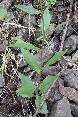 Hieracium sabaudum \ Savoyer Habichtskraut / Savoy Hawkweed, D Freiburg 12.7.2008