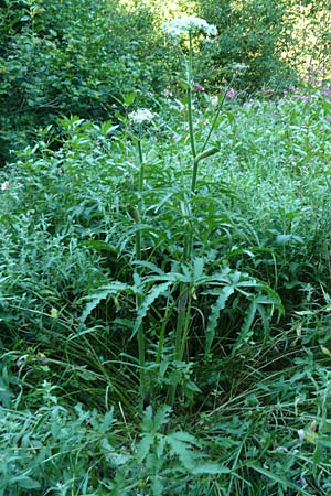 Heracleum sphondylium subsp. elegans \ Berg-B�renklau / Mountain Hogweed, D Leutkirch 10.7.2015