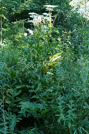 Heracleum sphondylium subsp. elegans \ Berg-B�renklau / Mountain Hogweed, D Leutkirch 10.7.2015