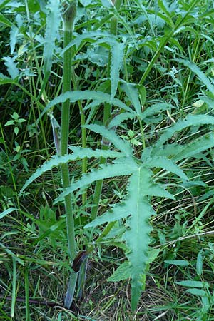 Heracleum sphondylium subsp. elegans \ Berg-B�renklau / Mountain Hogweed, D Leutkirch 10.7.2015