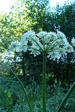 Heracleum sphondylium subsp. elegans \ Berg-B�renklau / Mountain Hogweed, D Leutkirch 10.7.2015