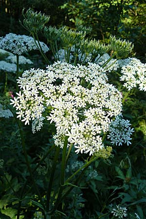 Heracleum sphondylium subsp. elegans \ Berg-B�renklau / Mountain Hogweed, D Leutkirch 10.7.2015