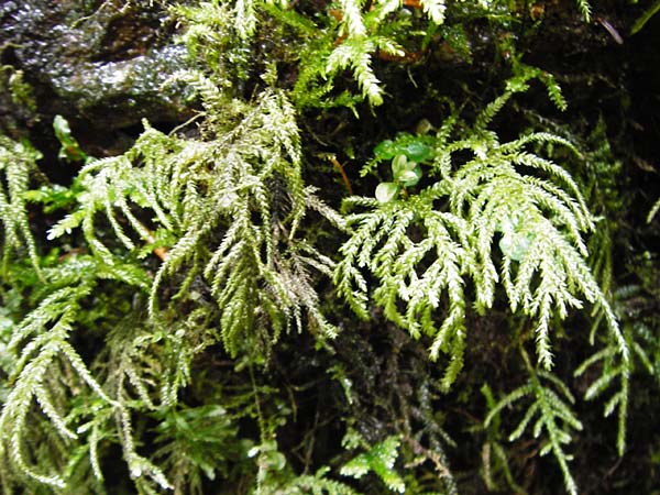 Musci specB ? \ Moos / Moss, D Zwingenberg am Neckar 31.5.2015