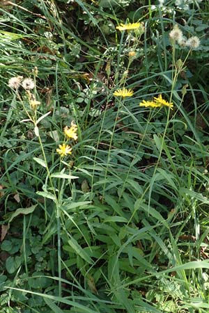 Hieracium sabaudum \ Savoyer Habichtskraut / Savoy Hawkweed, D Weinheim an der Bergstra&szlig;e 14.10.2017