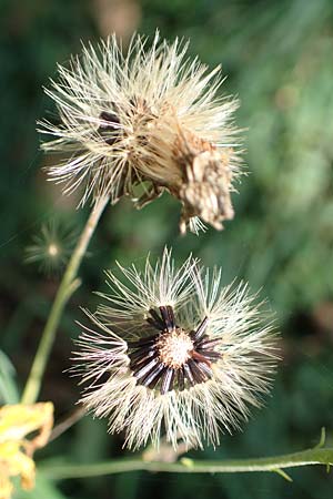 Hieracium sabaudum \ Savoyer Habichtskraut / Savoy Hawkweed, D Weinheim an der Bergstra&szlig;e 14.10.2017