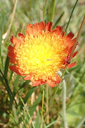 Hieracium x stoloniflorum \ L�uferbl�tiges Habichtskraut / Hybrid Hawkweed, D Hagen 14.6.2019