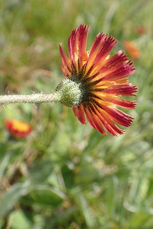 Hieracium x stoloniflorum \ L�uferbl�tiges Habichtskraut / Hybrid Hawkweed, D Hagen 14.6.2019