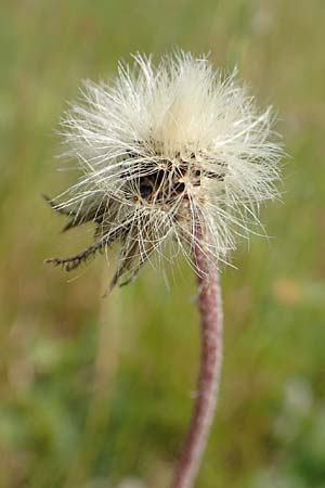 Hieracium x stoloniflorum \ L�uferbl�tiges Habichtskraut / Hybrid Hawkweed, D Hagen 14.6.2019