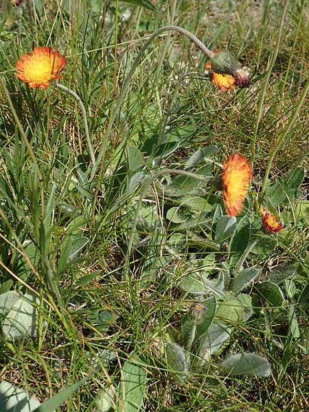 Hieracium x stoloniflorum \ L�uferbl�tiges Habichtskraut / Hybrid Hawkweed, D Hagen 14.6.2019