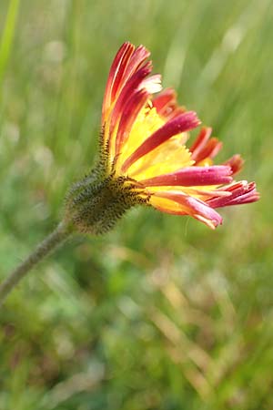 Hieracium x stoloniflorum \ L�uferbl�tiges Habichtskraut / Hybrid Hawkweed, D Hagen 14.6.2019